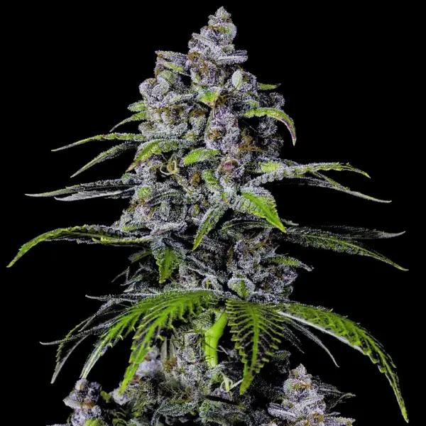 Purple Lemonade Fast Flowering Cannabis Seeds by Fastbuds
