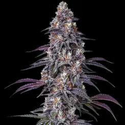 Purple Haze Cannabis Seeds by Bulk White Label