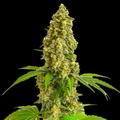 Super Lemon Haze Auto Cannabis Seeds by Bulk White Label