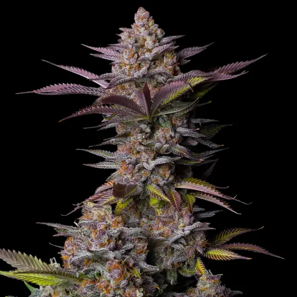 Tropicana Cookies Fast Flowering Cannabis Seeds by Fastbuds