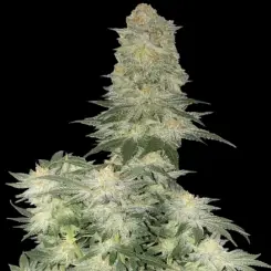 Wedding Cheesecake Fast Flowering Cannabis Seeds by Fastbuds