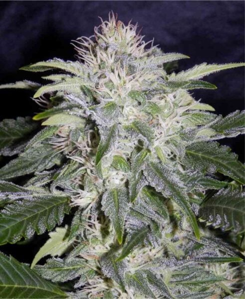 Mephisto Genetics 24 carat auto