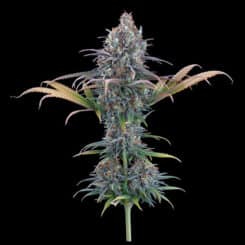 Cinderella Purple