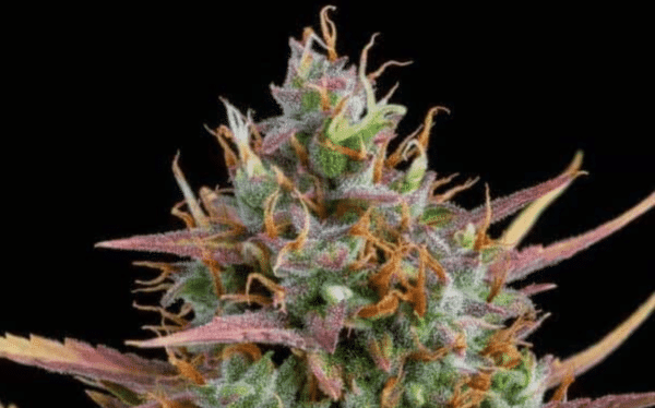 Cookies & Cream Auto