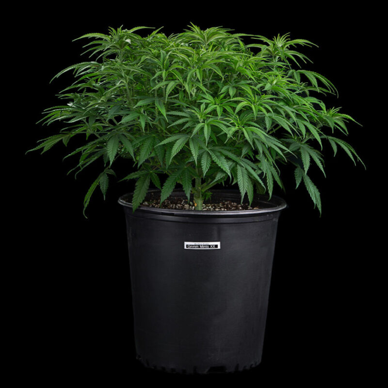grimm mints cannabis seeds by brother grimm seeds