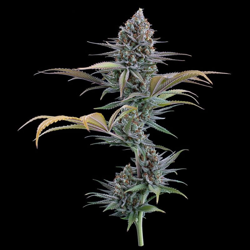 headband 99 cannabis seeds by brothers grimm seeds