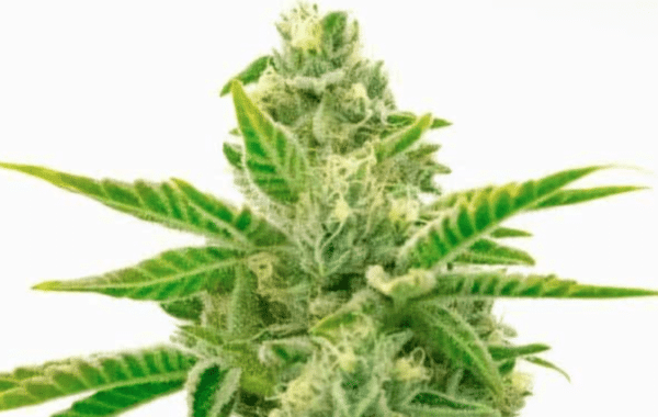 Lemon Haze Auto