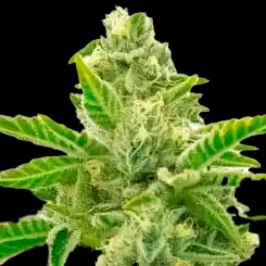 Lemon Haze Auto Cannabis Seeds by Bulk White Label