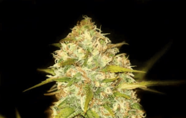 Lemon Skunk