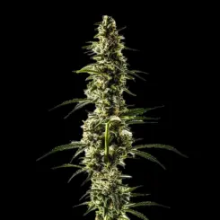 Lemon Skunk Cannabis Seeds by Bulk White Label