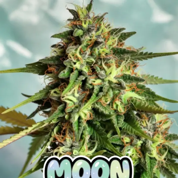 Moon Mintz Cannabis Seeds by Supernatural Seeds