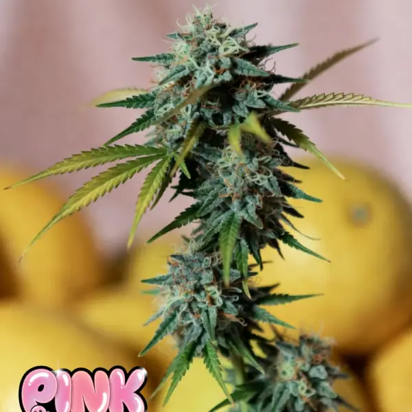 Pink Lemon Punch Cannabis Seeds by Supernatural Seeds