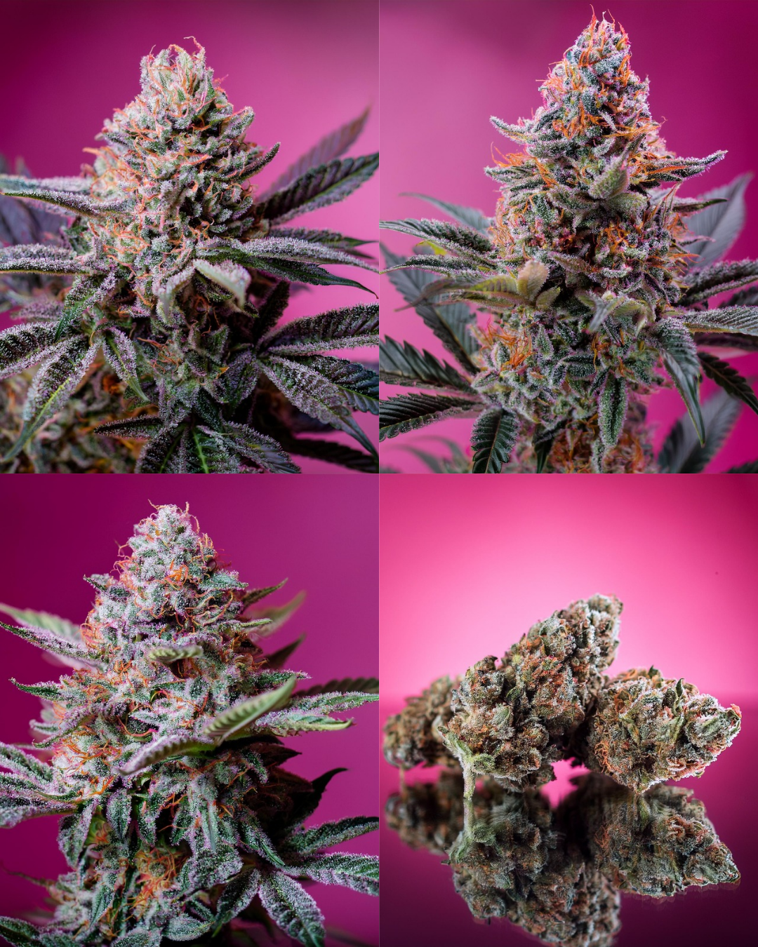 Pink Lemon Punch Cannabis Seeds by Supernatural Seeds