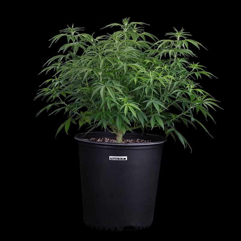 Rosetta 78 cannabis seeds by brothers grimm seeds