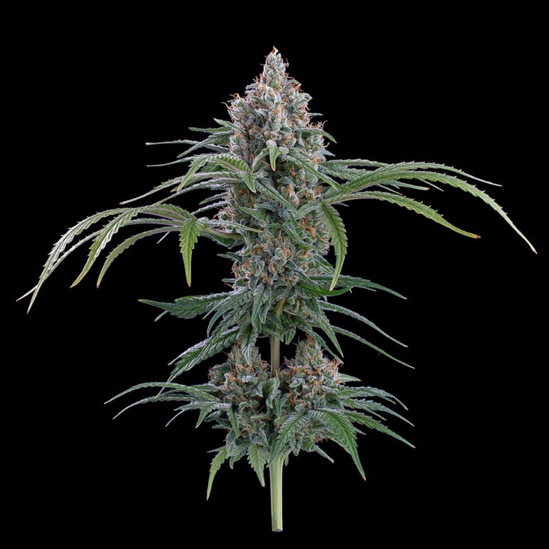 Rosetta 78 cannabis seeds by brothers grimm seeds