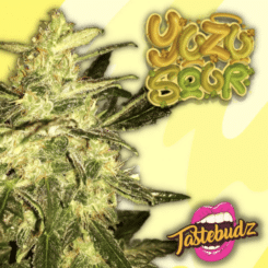 Yuzu Sour Auto