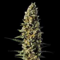 Skunk #1 Auto Cannabis Seeds by Bulk White Label