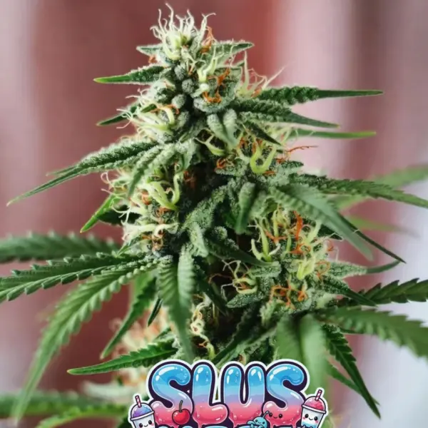 Slusherz Cannabis Seeds by Supernatural Seeds