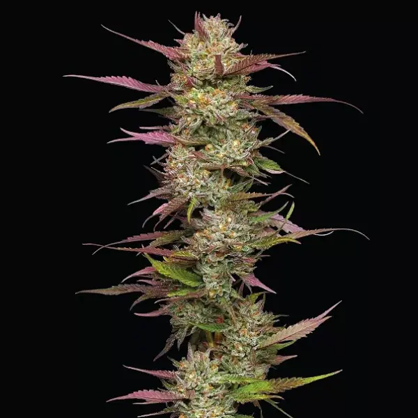 blueberry pancakes feminized cannabis seeds by humboldt seed co