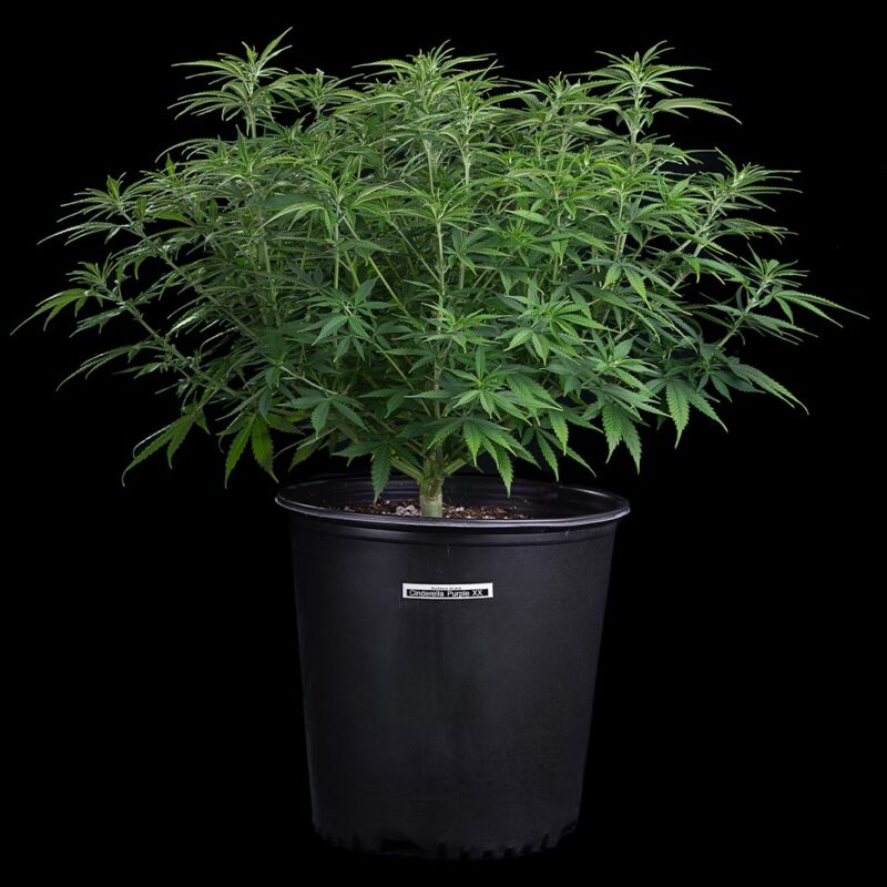 cinderella purple cannabis seeds by brothers grimm seeds