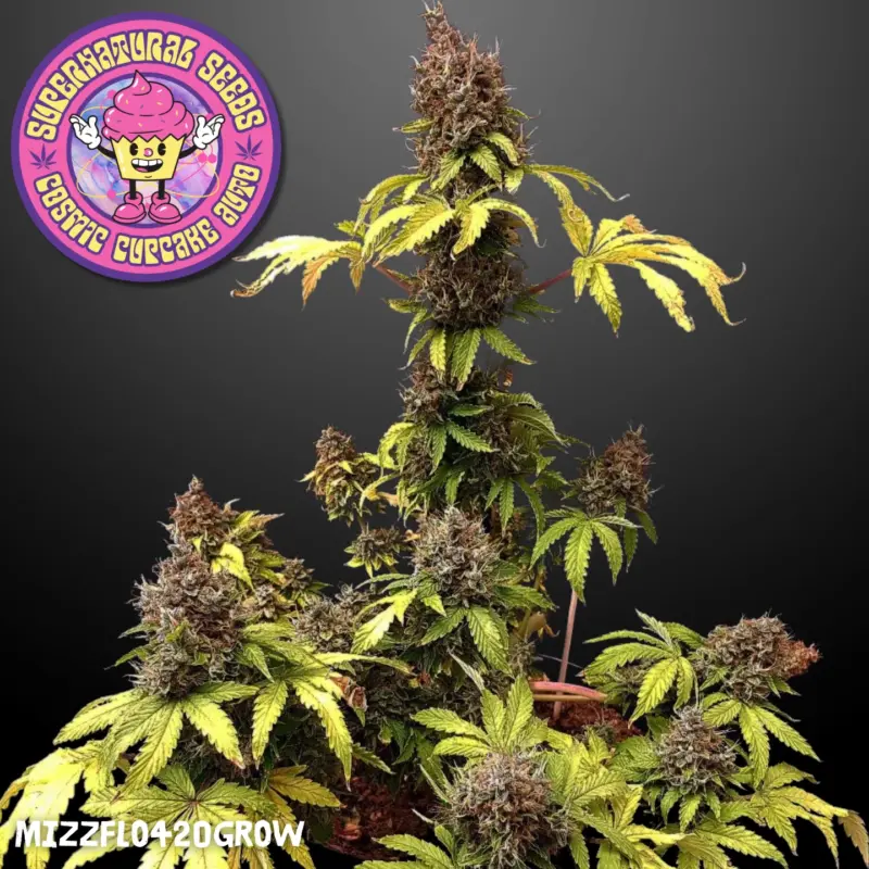 Cosmic Cupcake Auto by Super Natural Seeds