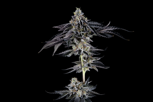 Mosca Seeds James Loud Collab Dread Zeppelin