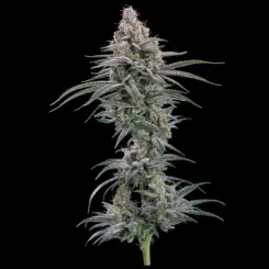 grimm mints cannabis seeds by brother grimm seeds