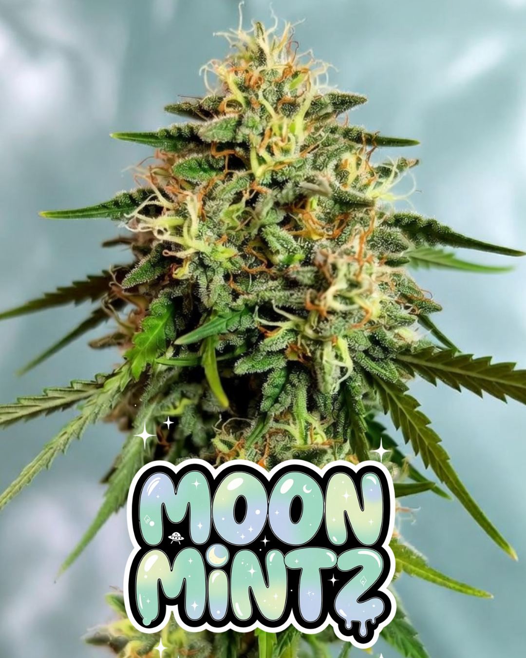 Moon Mintz Cannabis Seeds by Supernatural Seeds
