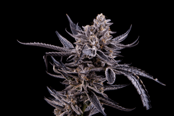 Mosca Seeds James Loud Collab Mosca Leche
