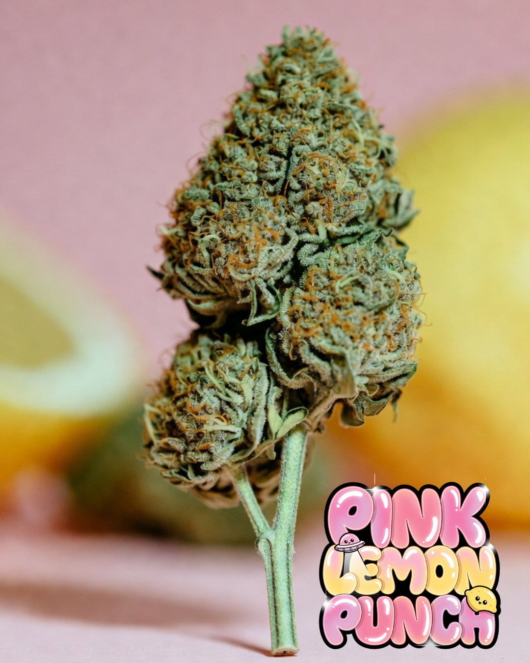 Pink Lemon Punch Cannabis Seeds by Supernatural Seeds