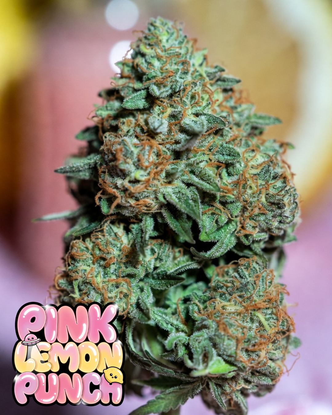 Pink Lemon Punch Cannabis Seeds by Supernatural Seeds