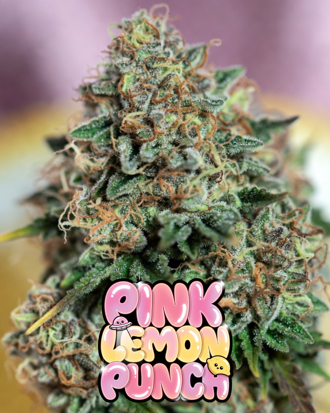 Pink Lemon Punch Cannabis Seeds by Supernatural Seeds