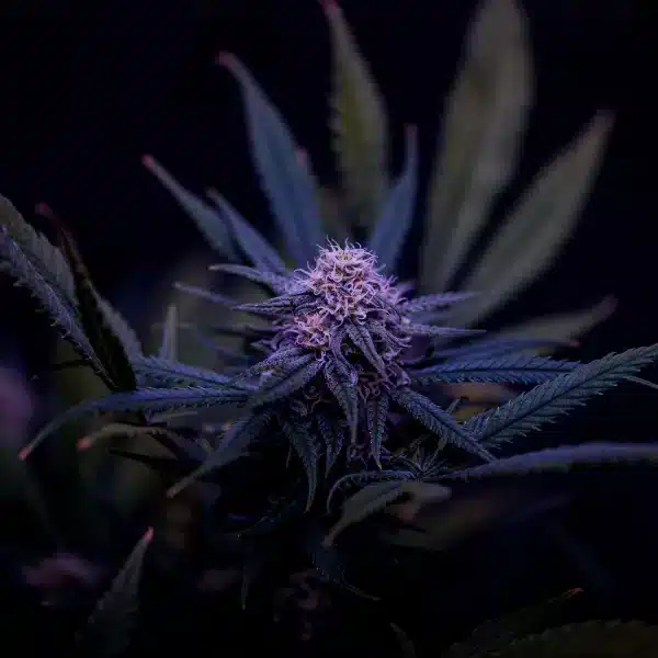 Super Natural Seeds Pink Lemon Punch