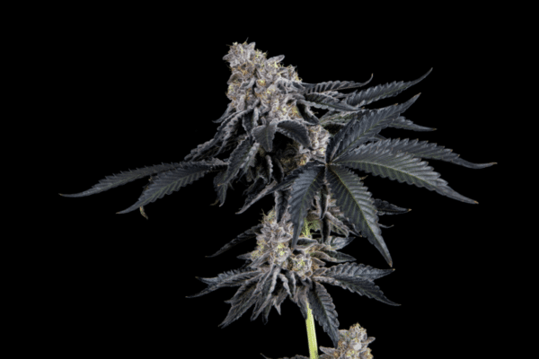 Mosca Seeds James Loud Collab Rhapsody