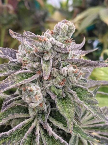 Twenty20 Mendocino Sfng