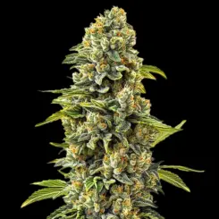Skunk #1 Cannabis Seeds by Bulk White Label
