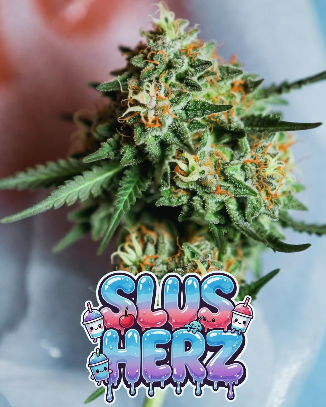 Slusherz Cannabis Seeds by Supernatural Seeds