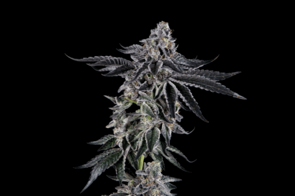Mosca Seeds James Loud Collab Sugar Fly