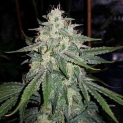 Mephisto Genetics 4 assed monkey