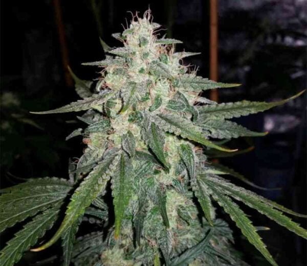 Mephisto Genetics 4 assed monkey