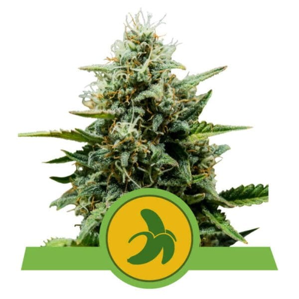 Royal Queen seeds Fat Banana Auto