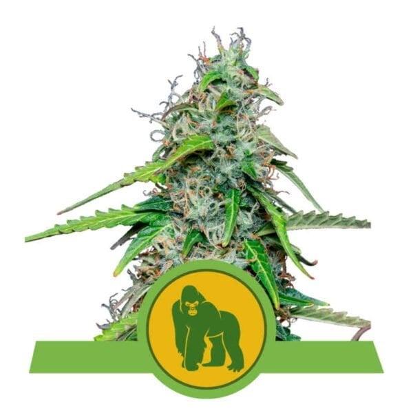 Royal Queen Seeds Royal Gorilla Auto