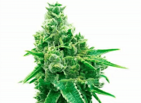 CBD ACDC