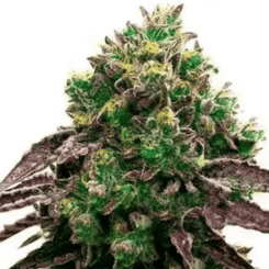CBD Blueberry 1:16 Fem
