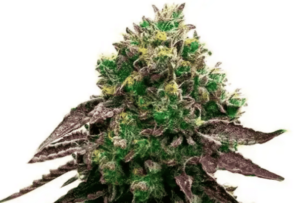 CBD Blueberry 1:16 Fem