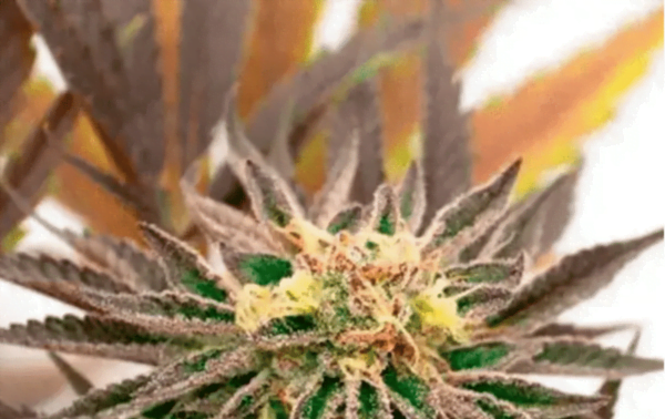CBD Candyland