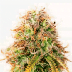 CBD Northern Lights Auto
