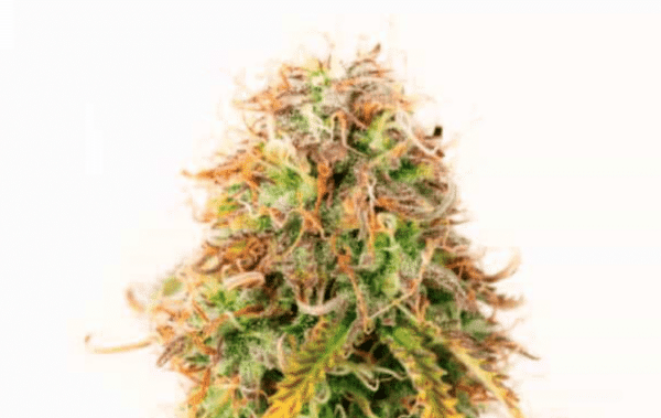CBD Northern Lights Auto