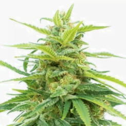 CBD Raitio Fem
