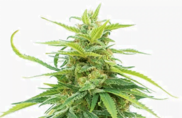 CBD Raitio Fem